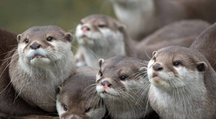 Guarda un gruppo di enormi lontre di fiume sconfiggere un coccodrillo in una feroce battaglia

