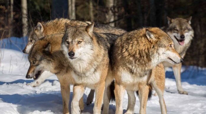 Guarda un intero branco di lupi scendere su un Grizzly che trasgredisce
