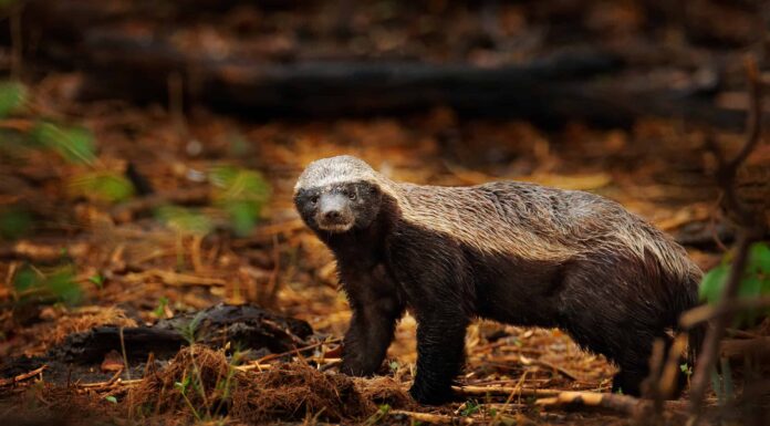 Guarda un invincibile tasso del miele scrollarsi di dosso il veleno mortale da una vipera
