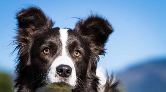 Guarda un lupo e un Border Collie incontrarsi faccia a faccia

