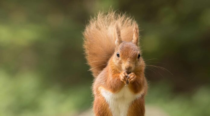 Guarda un onorevole scoiattolo che si rifiuta di rubare la cena del gatto
