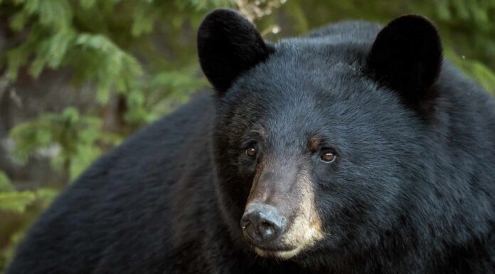Guarda un orso nero salire su un camioncino e chiudersi prontamente all'interno.
