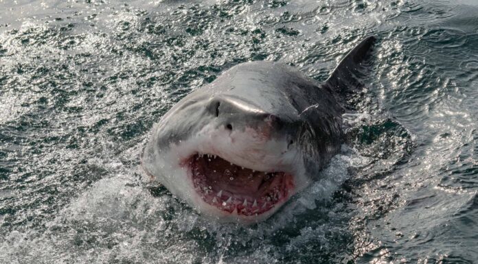 Guarda un pescatore sconsiderato che quasi perde un braccio quando accarezza un grande bianco
