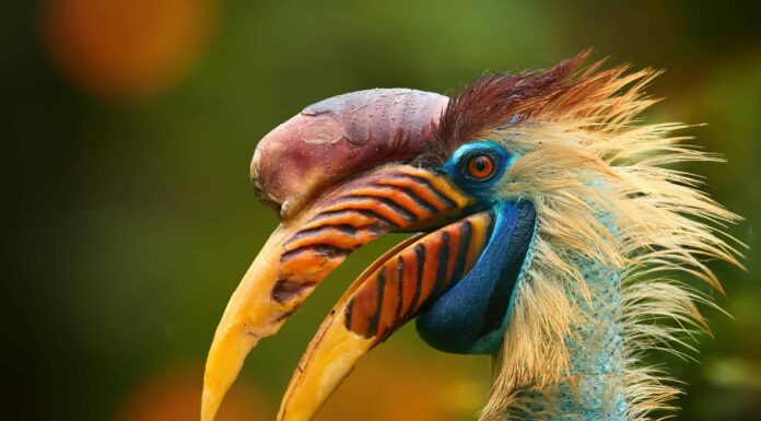 Guarda un serpente che combatte dalla tomba e soffoca un uccello
