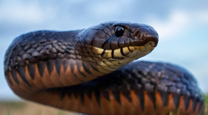 Guarda un serpente indaco consumare un intero pitone
