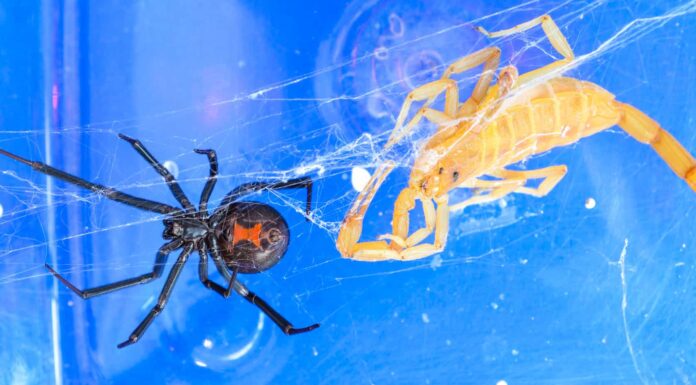 Guarda una vedova nera combattere fino alla morte uno scorpione
