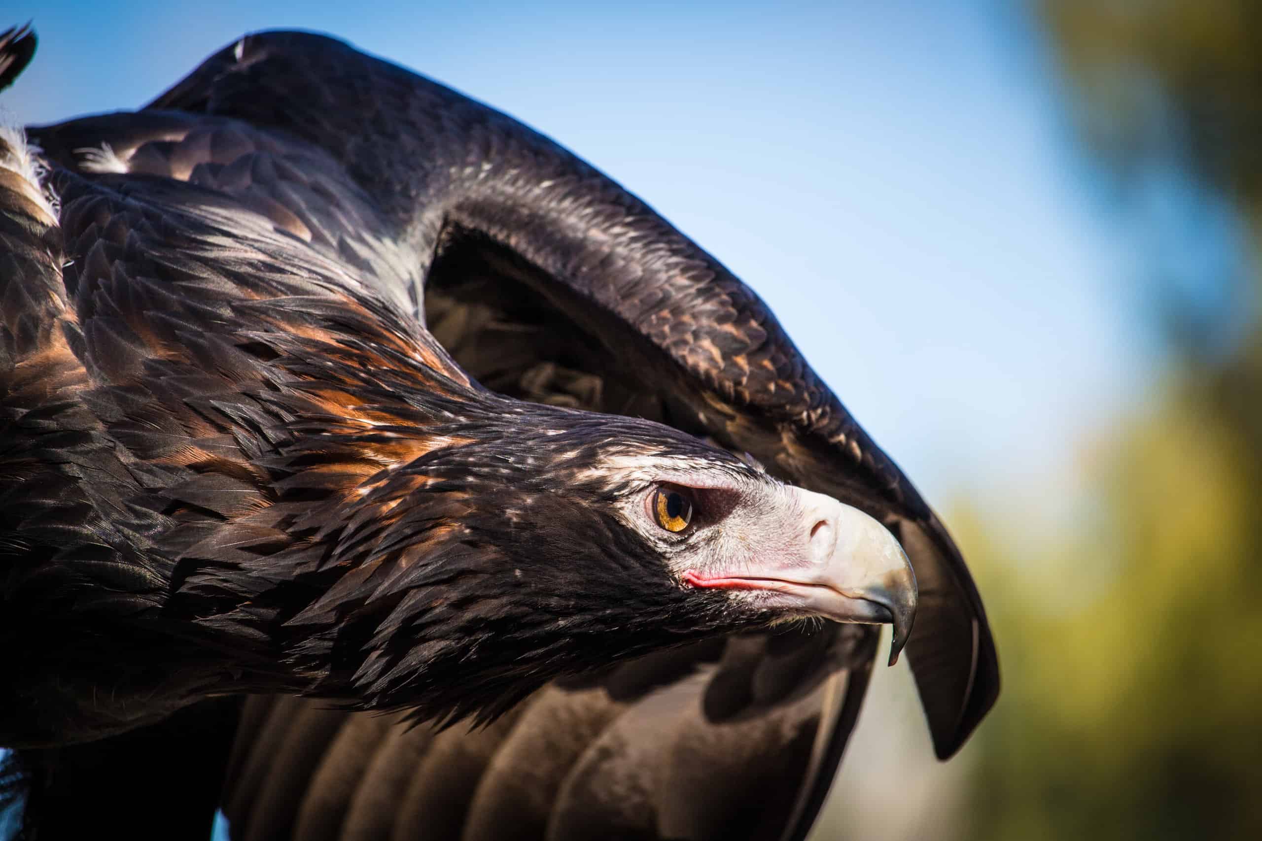 Guarda un'aquila che attacca un aliante RC che sconfina nel loro territorio