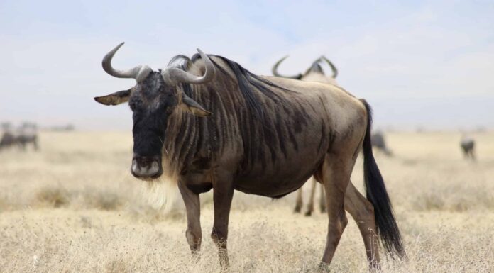 Guarda uno gnu lanciarsi su due leoni e scivolare attraverso un lago per sfuggire ad altri sei
