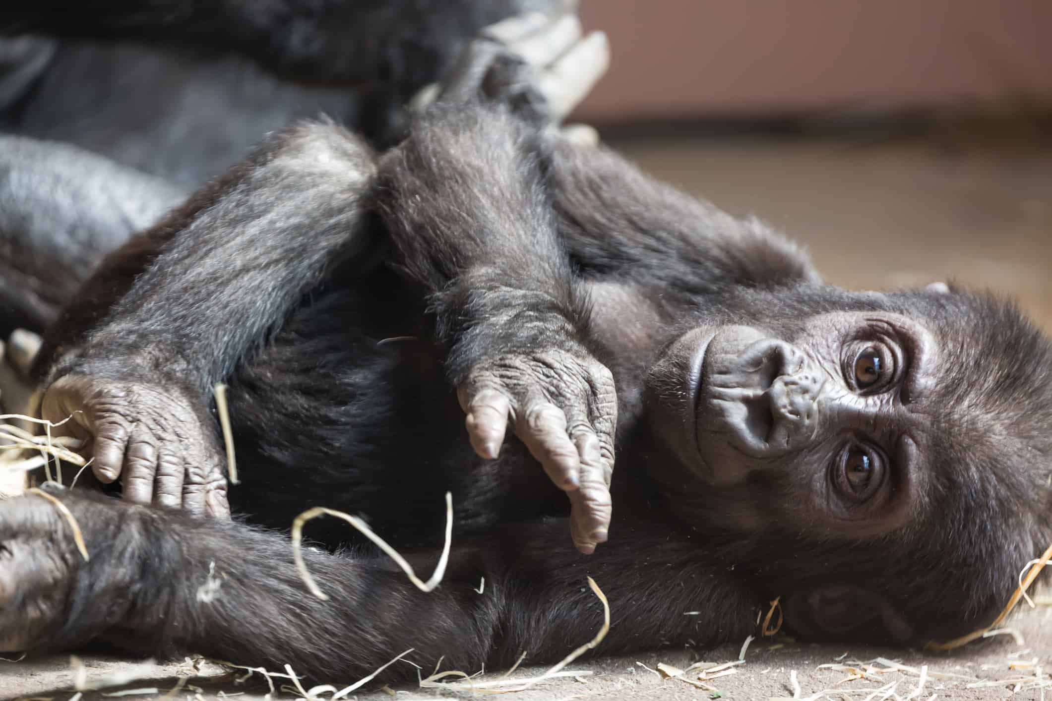 Guardare questo cucciolo di gorilla e scimmia giocare è semplicemente adorabile