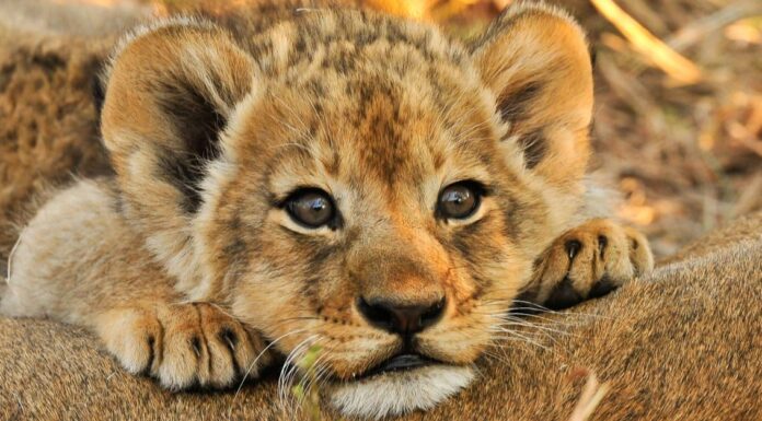 Guardare questo cucciolo di tigre e cucciolo di leone "combattere" è assolutamente adorabile
