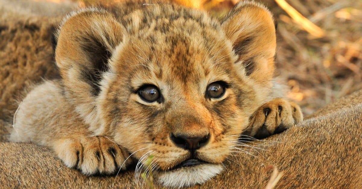 Guardare questo cucciolo di tigre e cucciolo di leone "combattere" è assolutamente adorabile