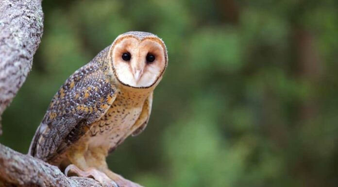 Gufo mascherato dorato
