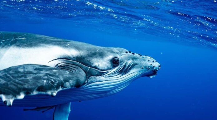 10 fatti incredibili sulle balene
