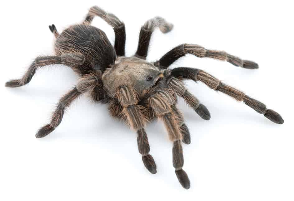 One of the biggest spiders in California is the newly discovered Johnny Cash tarantula