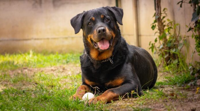  Per cosa sono stati allevati i Rottweiler?  Storia originale, posti di lavoro e ruolo
