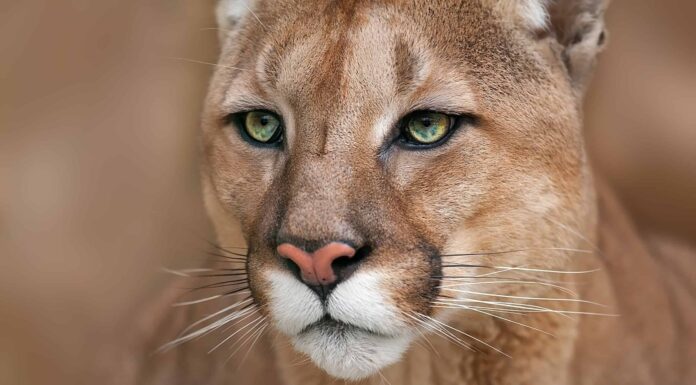 I cani canadesi sfidano coraggiosamente l'enorme puma per difendere la casa
