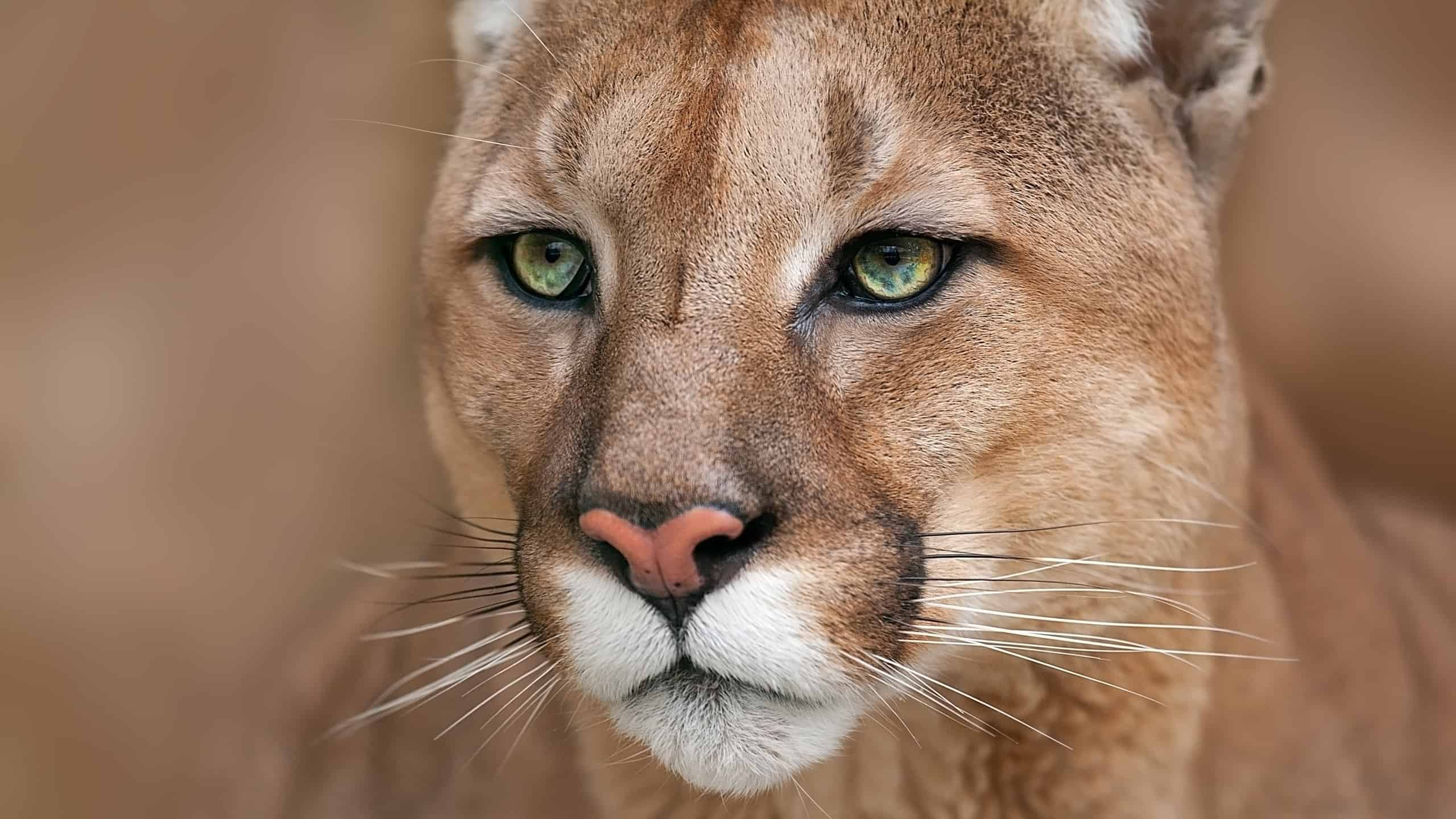 I cani canadesi sfidano coraggiosamente l'enorme puma per difendere la casa