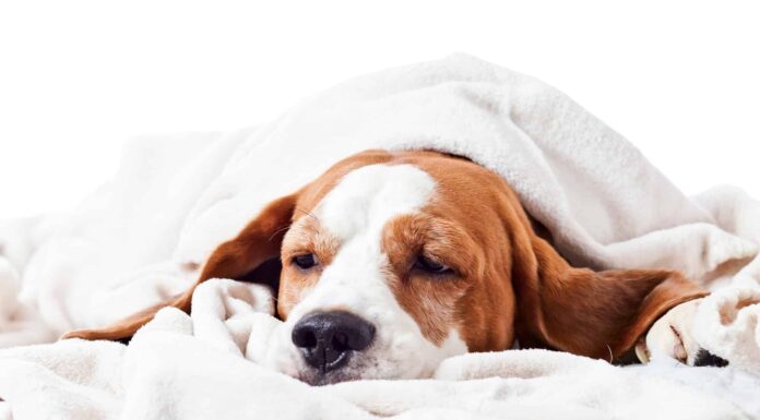  I cani possono mangiare dolcificanti artificiali?  Quali sono i rischi?
