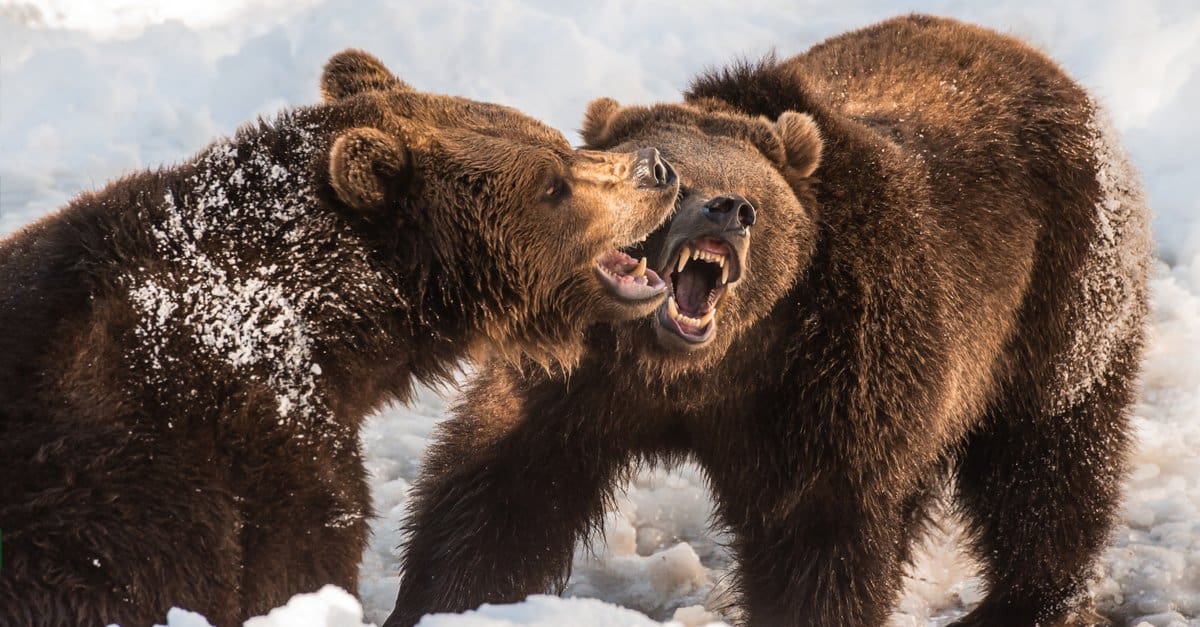 I grizzly di passaggio esplodono in combattimento sulla femmina vicina