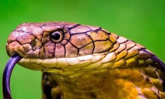 King Cobra (Ophiophagus hannah) The world