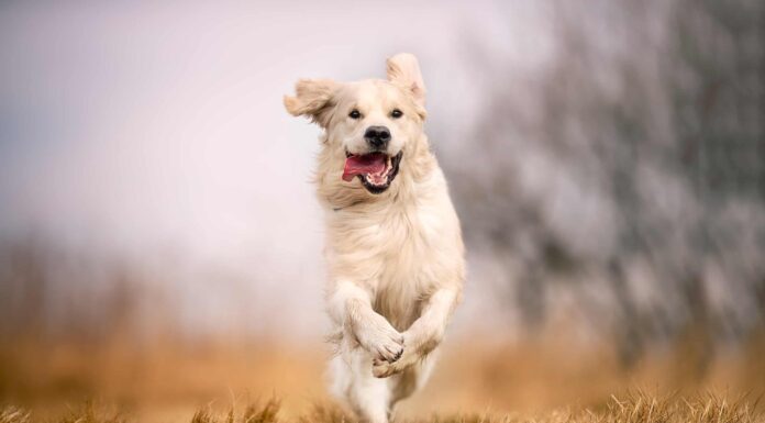 Il cane si aggira nell'habitat dei gorilla a San Diego e non sembra turbato
