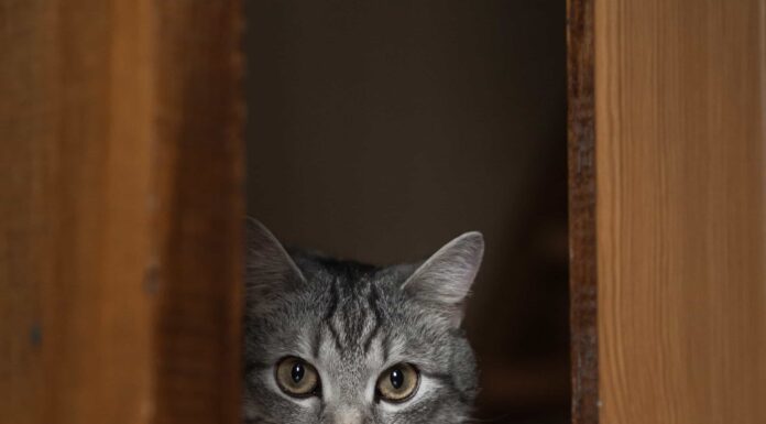 Il gatto domestico di livello geniale suona il campanello della famiglia dopo essere stato perso
