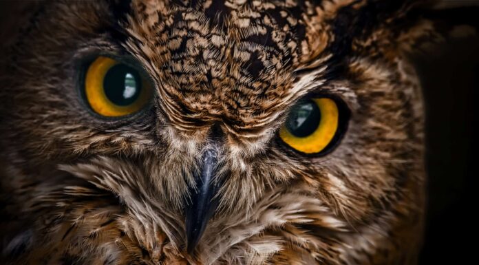 Il gufo di Harry Potter nella vita reale consegna la posta a un uomo russo
