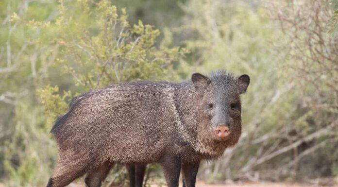 Guarda Un barile di Javelina a tutta velocità attraverso Tuscon
