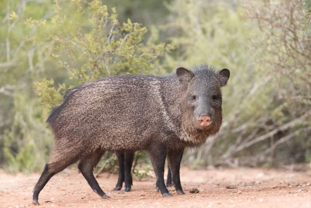 Guarda Un barile di Javelina a tutta velocità attraverso Tuscon