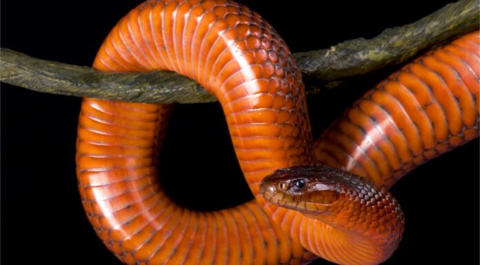 Il serpente di Collett
