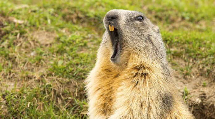 La marmotta ribelle resiste a un bullo Bobcat
