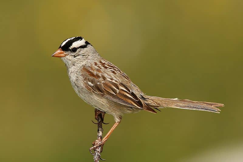 The Pandemic Caused These Birds To Sing a Tune Not Heard Since 1954