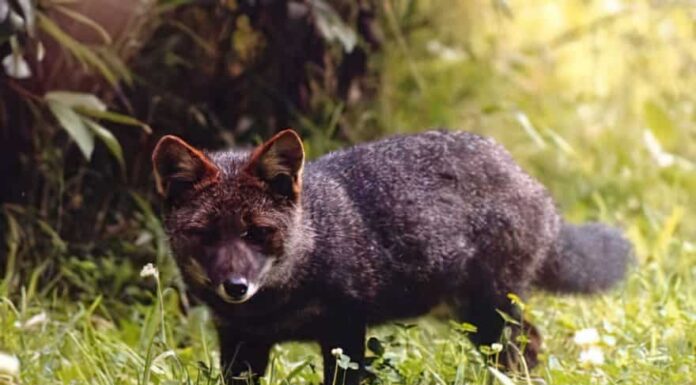 I cani domestici possono riprodursi con le volpi?
