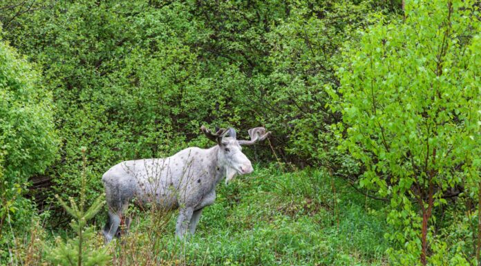 L'alce bianca incredibilmente rara sembra uscita dal Signore degli Anelli
