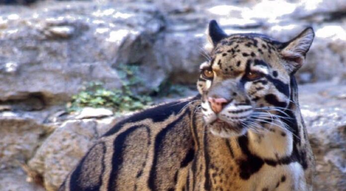 Leopardo nebuloso
