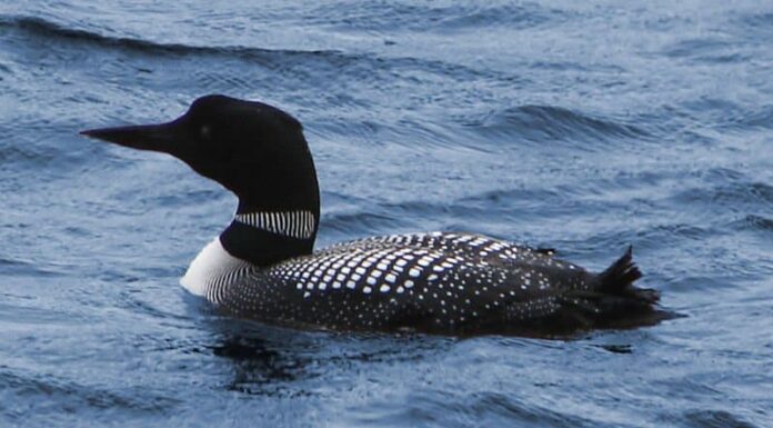 Common Loon (Gavia Immer)