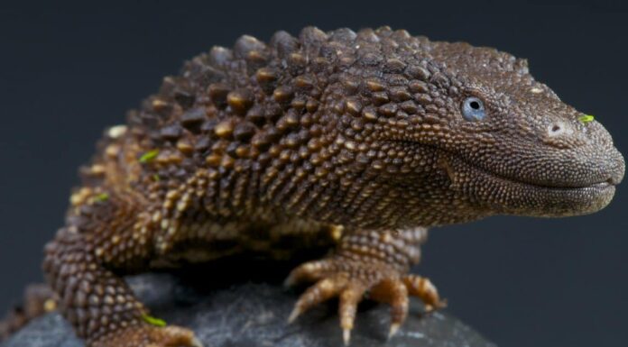 Lucertola senza orecchie
