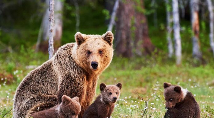 Mama Black Bear finalmente ne ha abbastanza quando il suo cucciolo non ascolta
