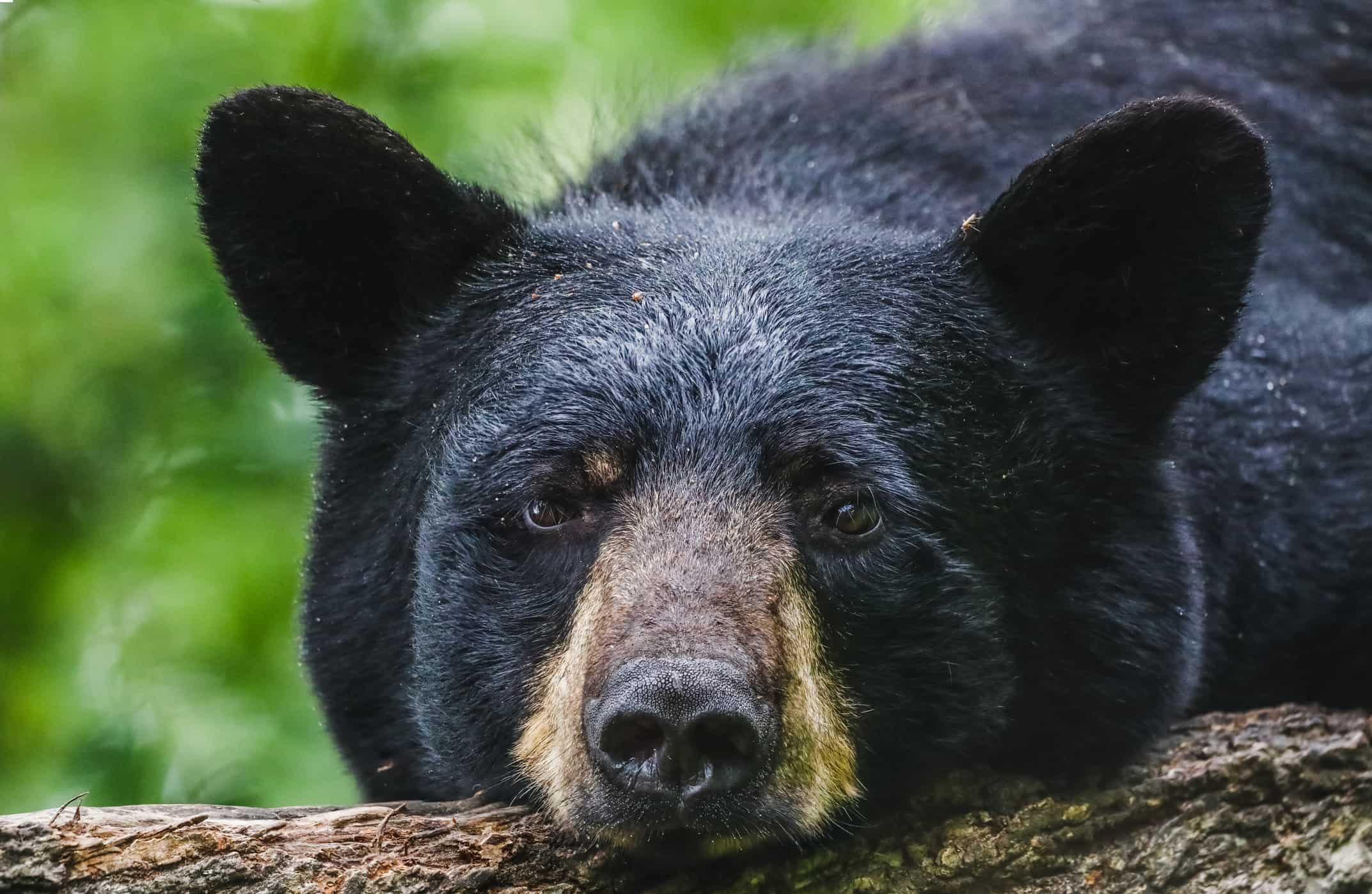 Nemmeno questo orso riesce a capire perché una donna abbia cercato di rinchiuderli nella sua macchina