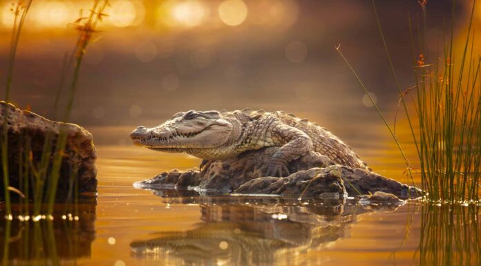 Non crederai a quanto facilmente questi coccodrilli vadano in verticale

