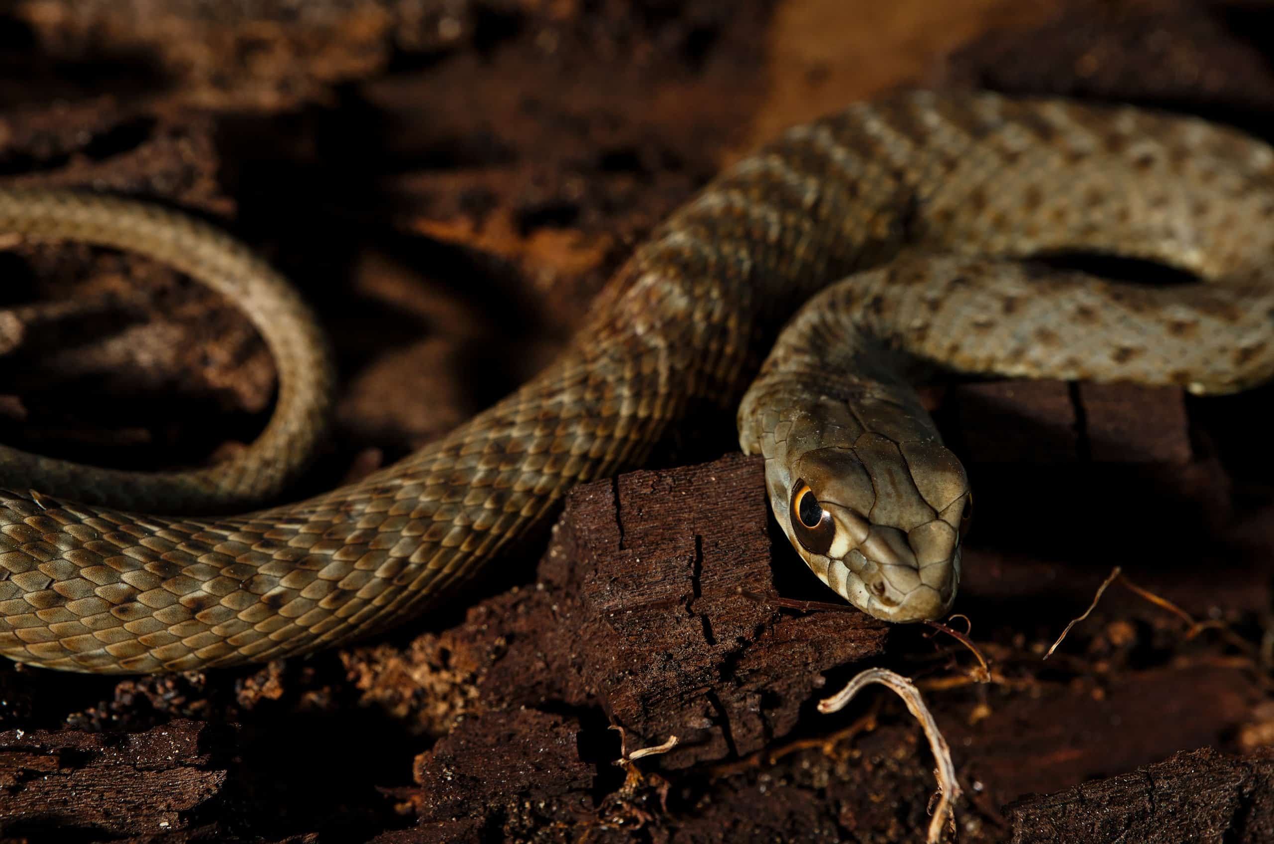 Nuove specie di serpenti trovate sotto le tombe ecuadoriane