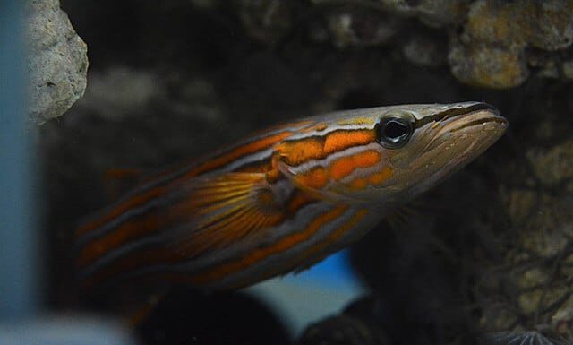 An Australian flathead perch peeking out from a hiding place