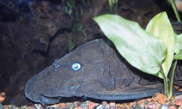 Head shot of a blue-eyed pleco on the bottom of an aquarium