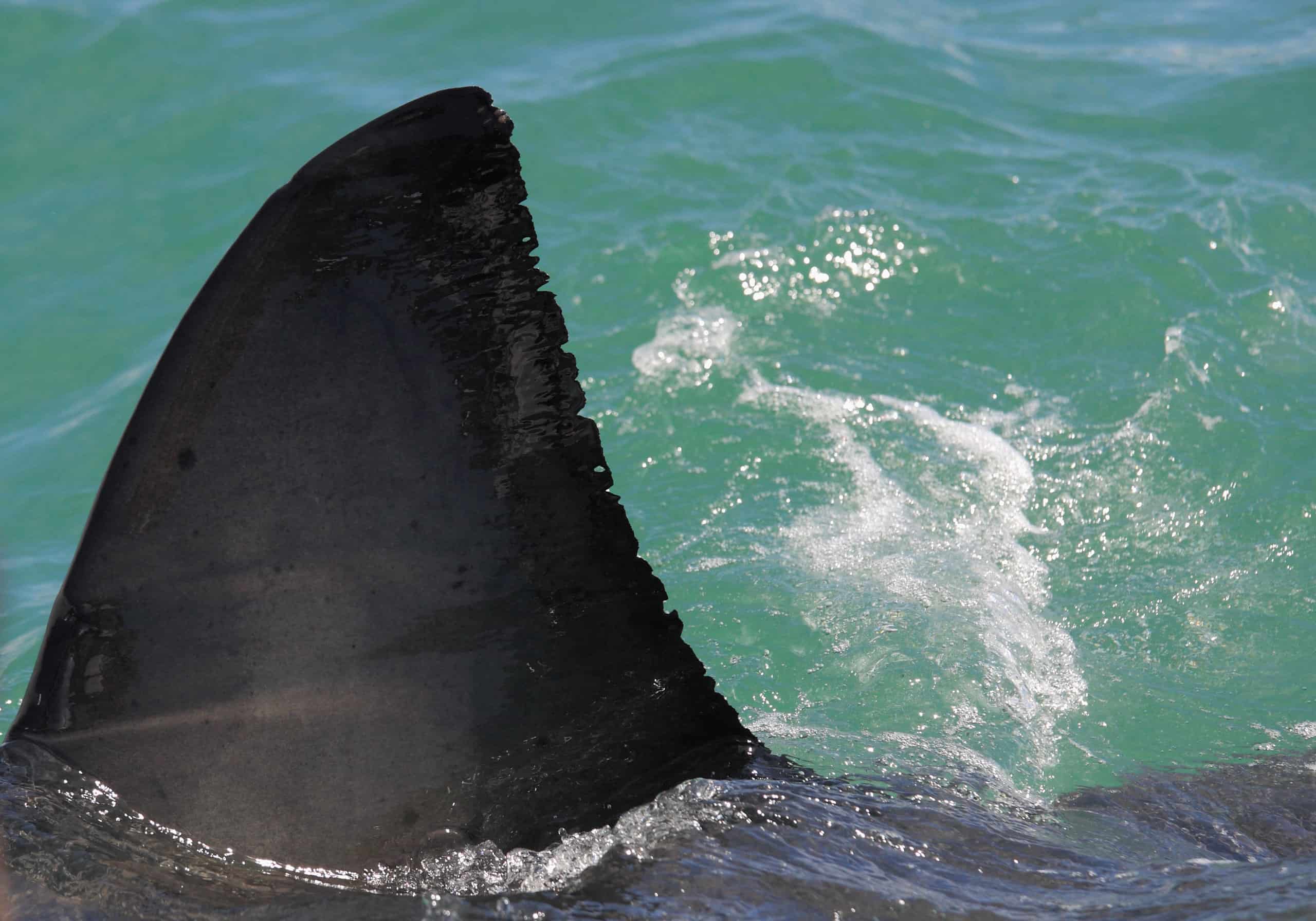 Questo Kayaker continua a essere circondato da un grande squalo bianco che non se ne va
