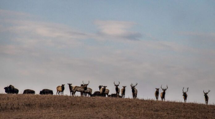Questo branco di alci è così grande che sembra un festival musicale
