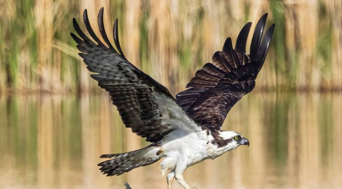 Questo falco pescatore lotta per prendere il volo dopo una grossa cattura (slo-mo)
