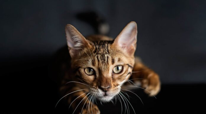 Questo gatto semplicemente non riesce a capire la tarantola telecomandata
