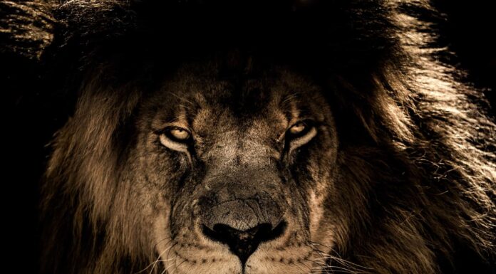 Questo leopardo ha catturato un facocero, poi sono comparsi i leoni
