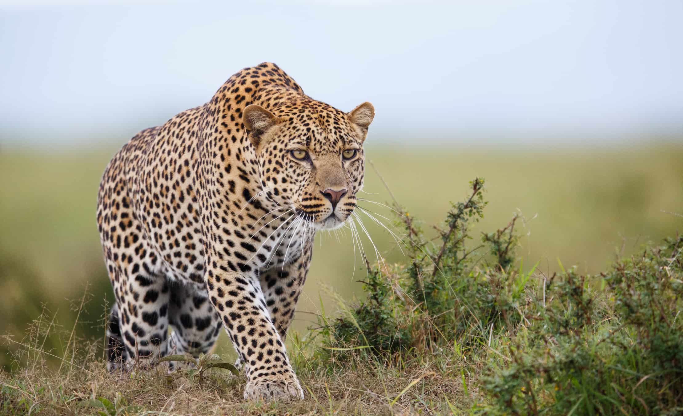 Questo leopardo resiste a una iena che lo fa sembrare un gattino