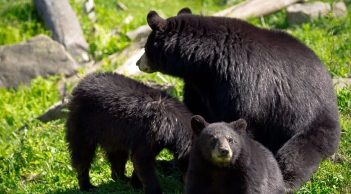 Questo orso non perde un secondo dopo essere stato invitato all'interno per i tacos

